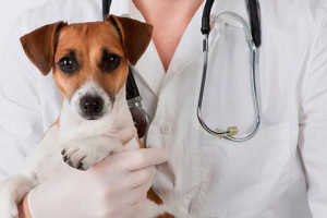 Štene proljev s krvlju i povraćanje: uzrok i liječenje enteritisa Štene proljev s krvlju i povraćanje: uzrok i liječenje enteritisa